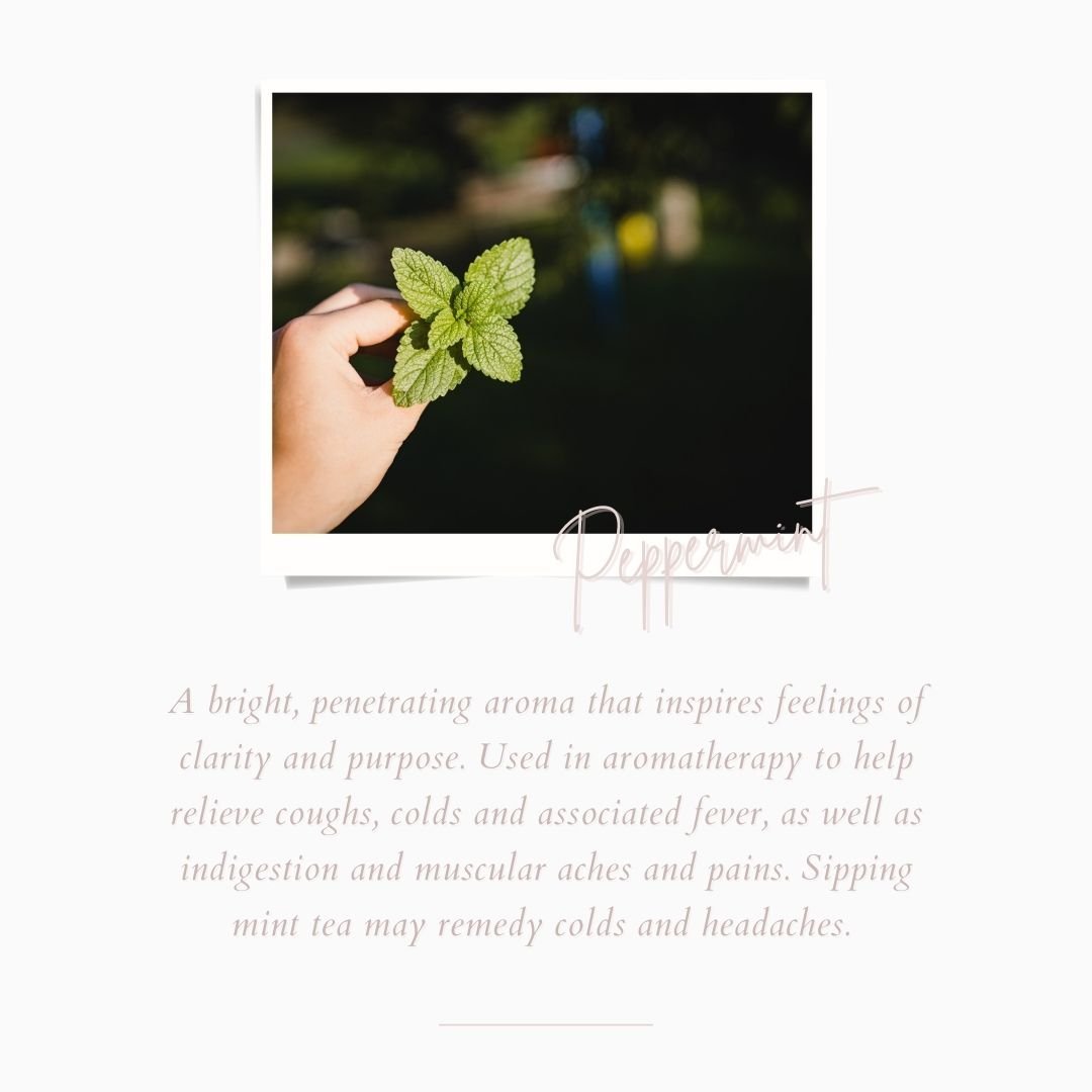 Peppermint Ingredient Benefits | Luxury Loose Leaf Tea Ingredient | Herbal Tisane | The Cove Tea Company