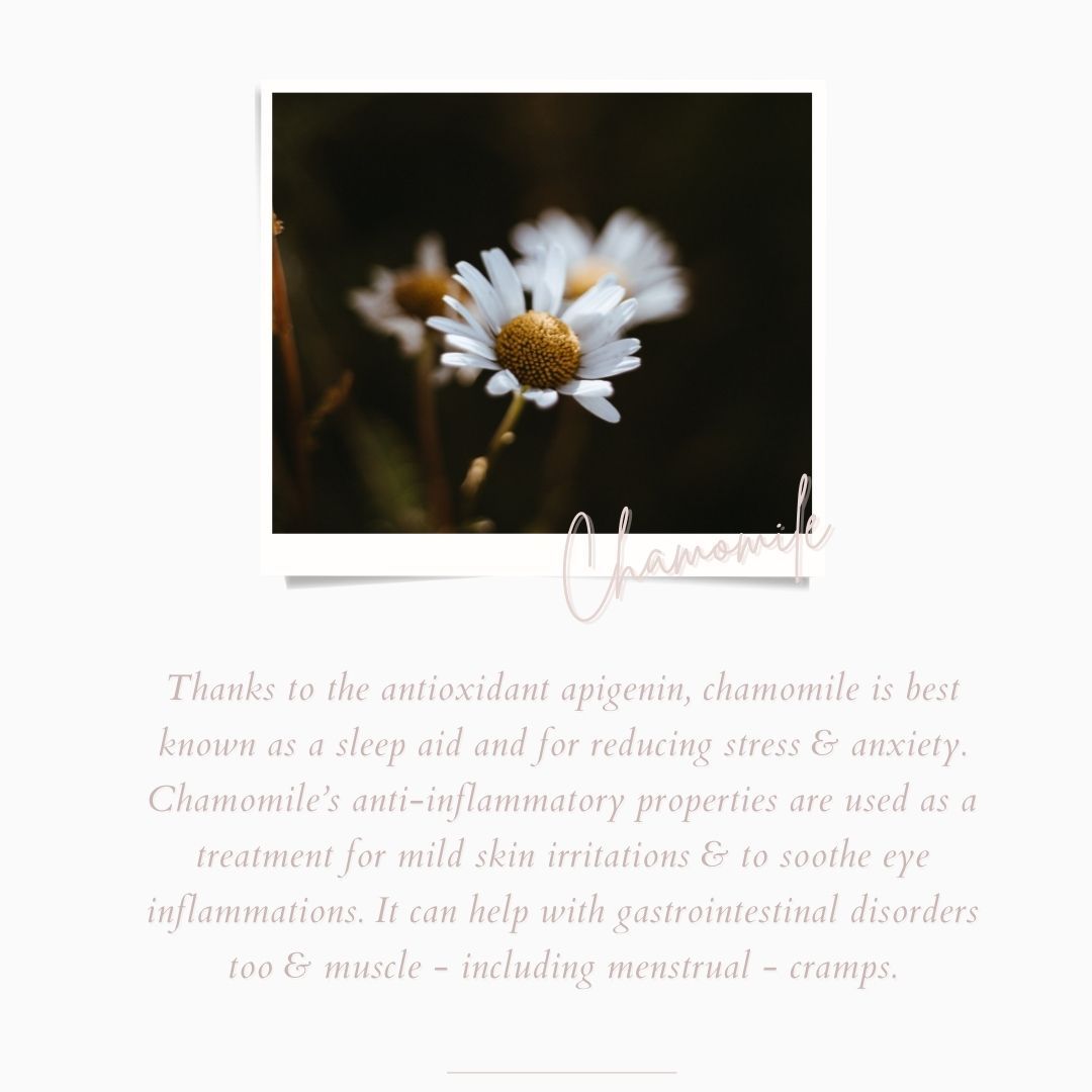 Chamomile Ingredient Benefits | Herbal Tisanes | the Cove Tea Company